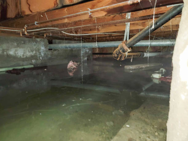Best Professional water damage repair  in Rutledge, TN