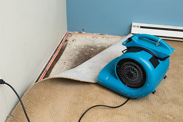 Best Local water damage restoration  in Rutledge, TN